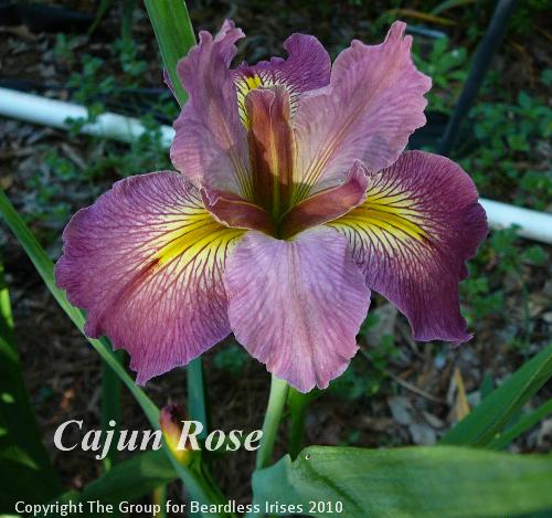 Cajun Rose 